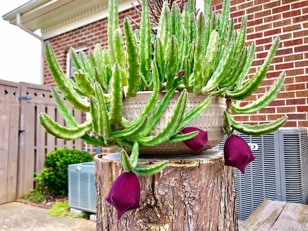 Stapelia leendertziae, Black Bells, Leendertz's Carrion Flower - 10 Se eds