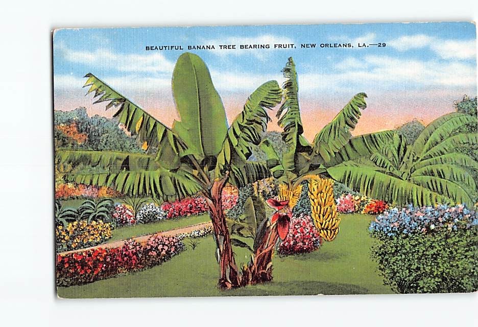 Postcard Banana Tree Bearing Fruit New Orleans Louisiana USA