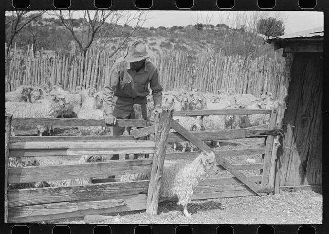 Photo:Kimble County Texas 1940 Goats Separated on Ranch Fence Gate