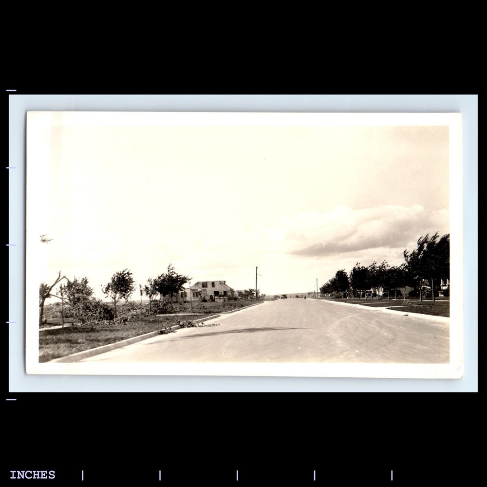 Old Vintage Photo STREET SCENE STORM DAMAGED TREES