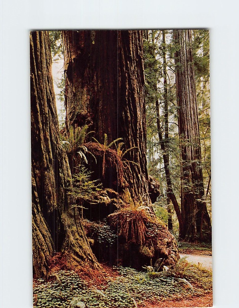 Postcard Jedediah Smith Redwoods State Park California USA