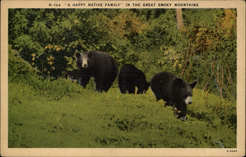 Great Smoky Mountains National Park North Carolina black bears vintage postcard