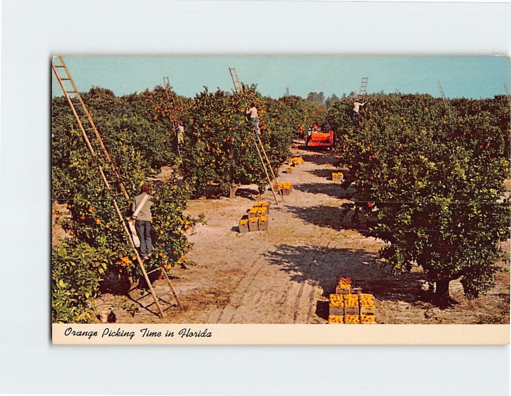 Postcard Orange Picking Time in Florida USA