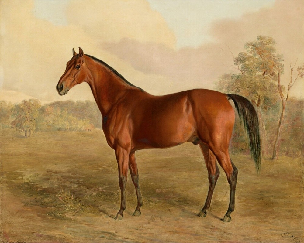 Sorrel Kentucky Race Horse Print 11x14 Acid-Free Museum 100% Cotton Paper A7-image