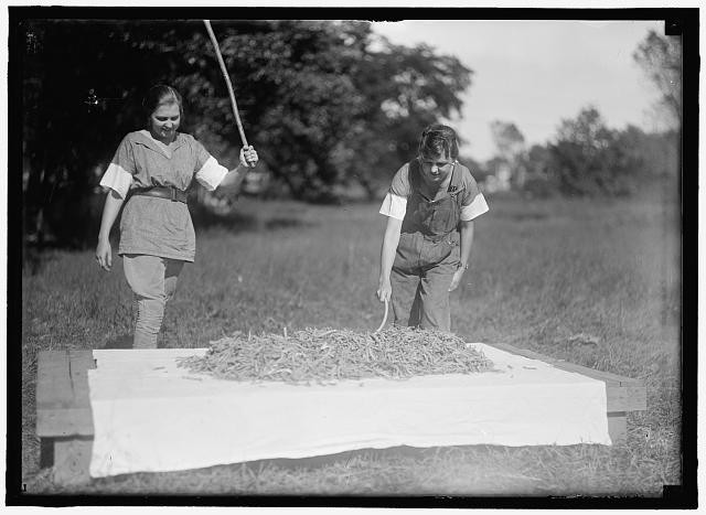 Photo:Girl Scouts Farmerettes Harvesting Crops 1919 Field Harvesting Girls