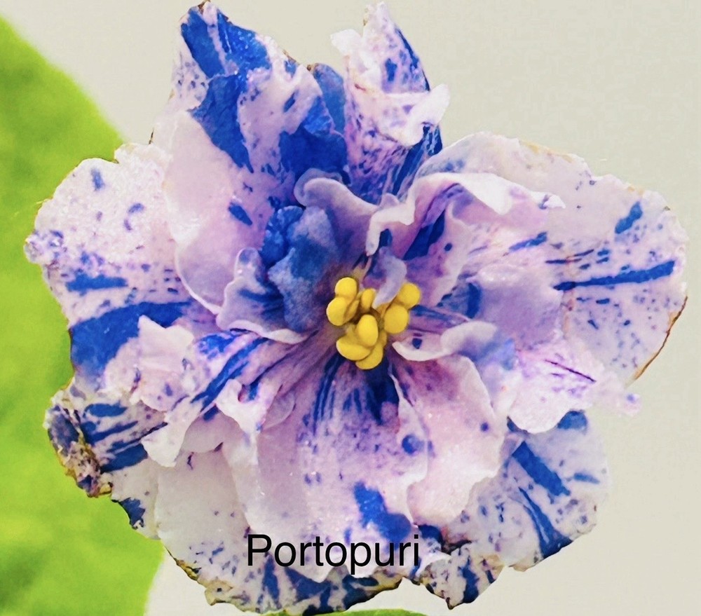 African Violet plant. RS- Popuri .Beautiful variety. Leaf Pot .Includes 3 plants