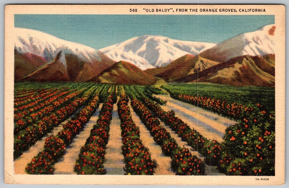 Vtg Linen Postcard Old Baldy Orange Groves California, US 1930s