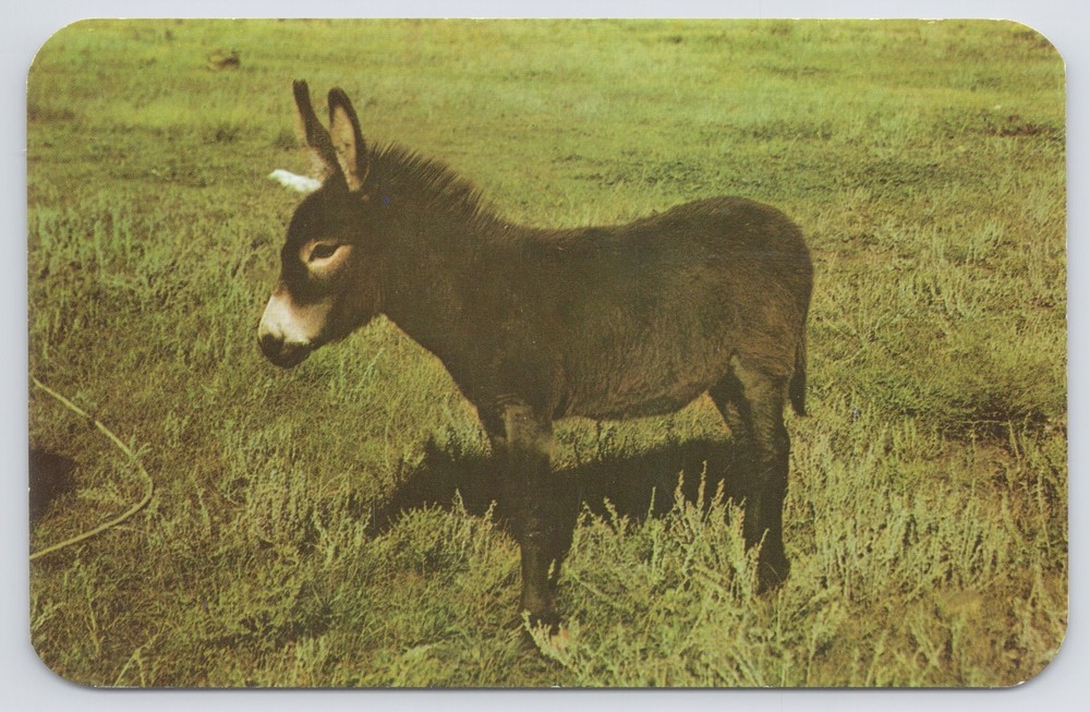 Animal~Baby Burro Taking Latest Picture~Sanborn Souvenir Vintage Postcard