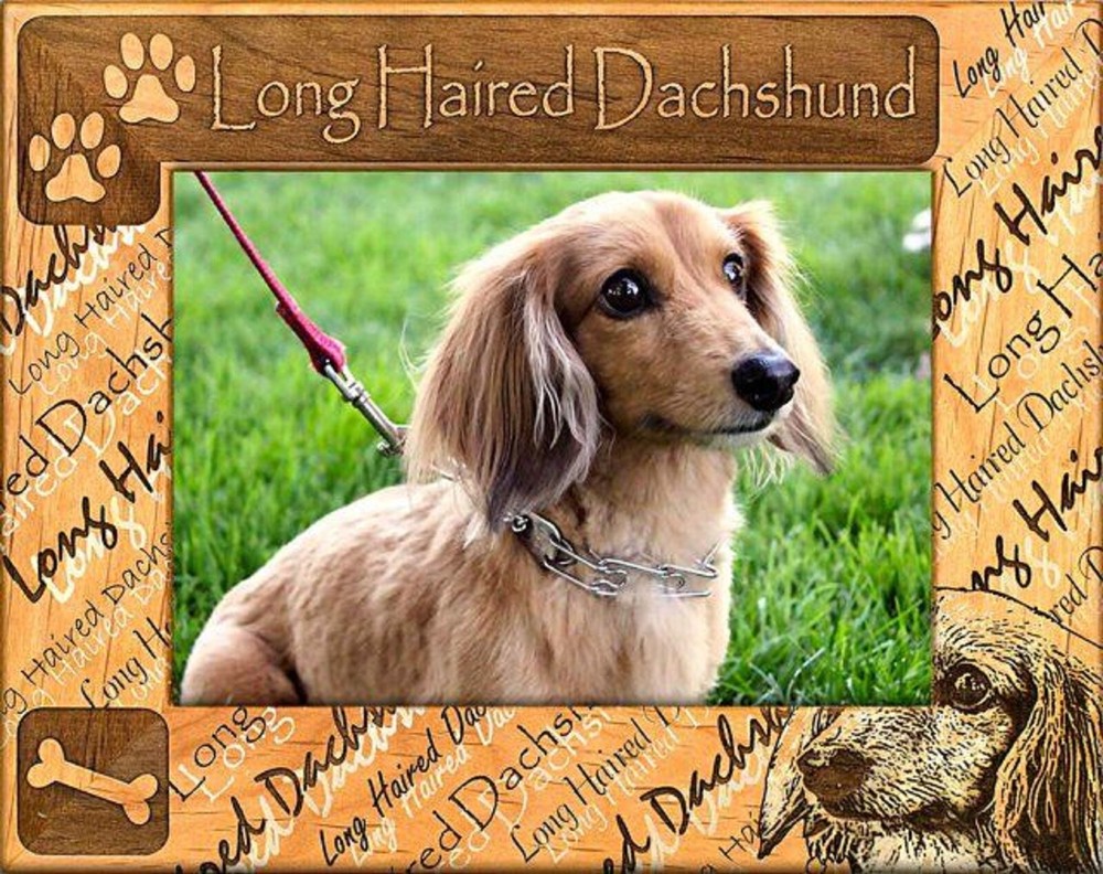 Long Haired Dachshund Laser Engraved Wood Picture Frame (4 x 6)
