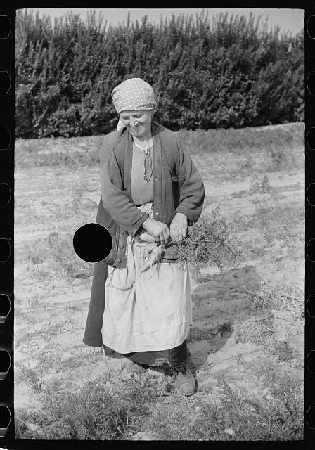 Photo:Camden County New Jersey Woman Picking Carrots 1938