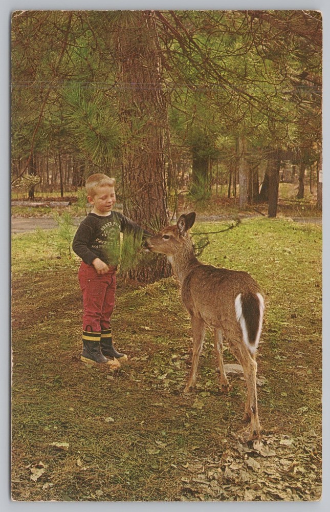 Animal~Portage Pennsylvania~Boy Approaches Deer~Vintage Postcard