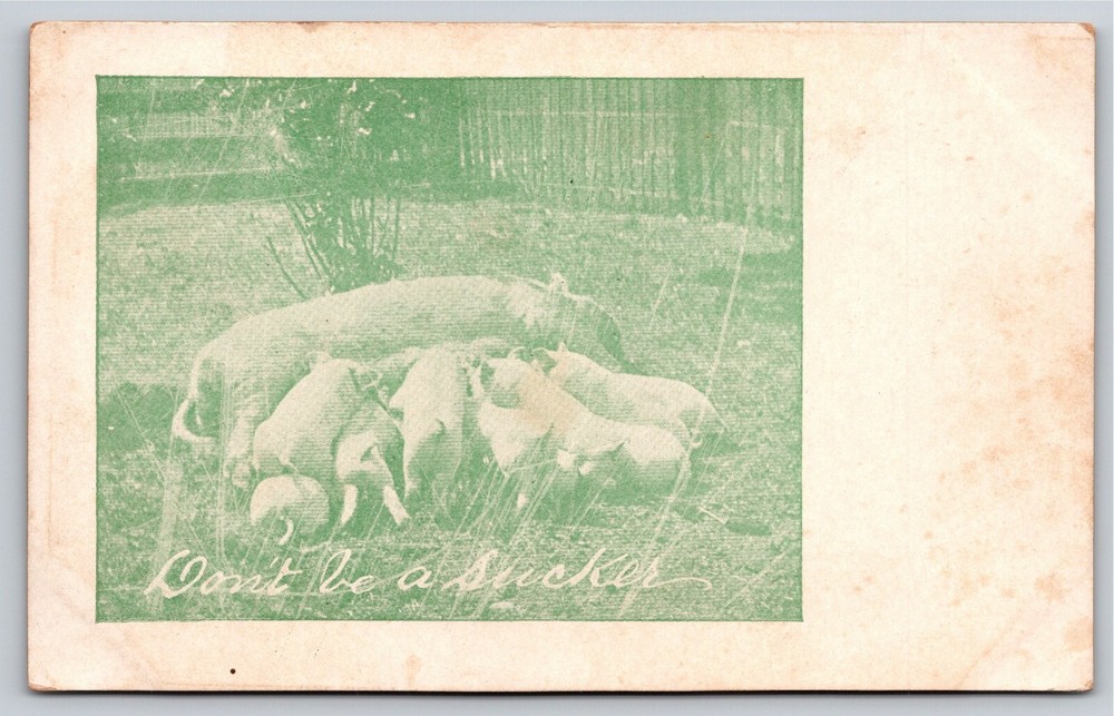 Animal Comic~Don't Be a Sucker~Hog Feeding Piglets~c1905 Vintage Postcard