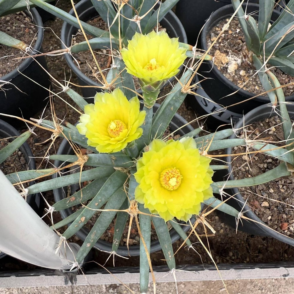 1PCS Leuchtenbergia principis Beautiful Cactus Garden plant  seedgrowth