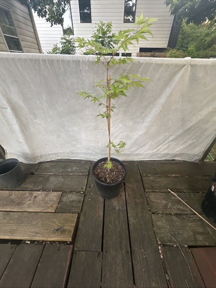 Acer Palmatum Arctic Flame Super Rare Japanese Maple 2 Year Small 2gal-image