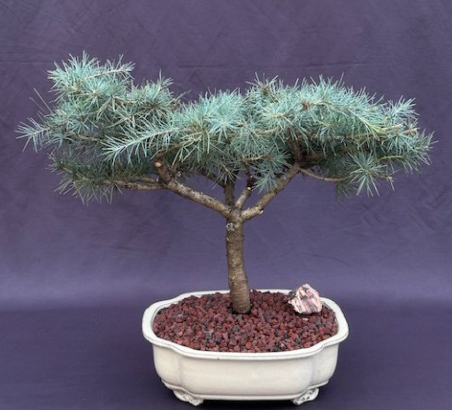Deodar Cedar Bonsai Tree Snow Sprite Outdoor Cedrus Deodara 18