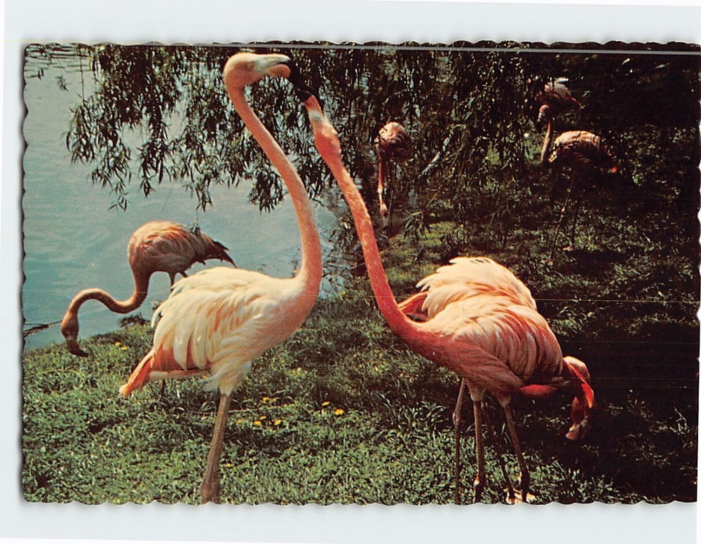 Postcard Flamingos Flamingo Lake Sterling Forest Gardens near Tuxedo NY USA