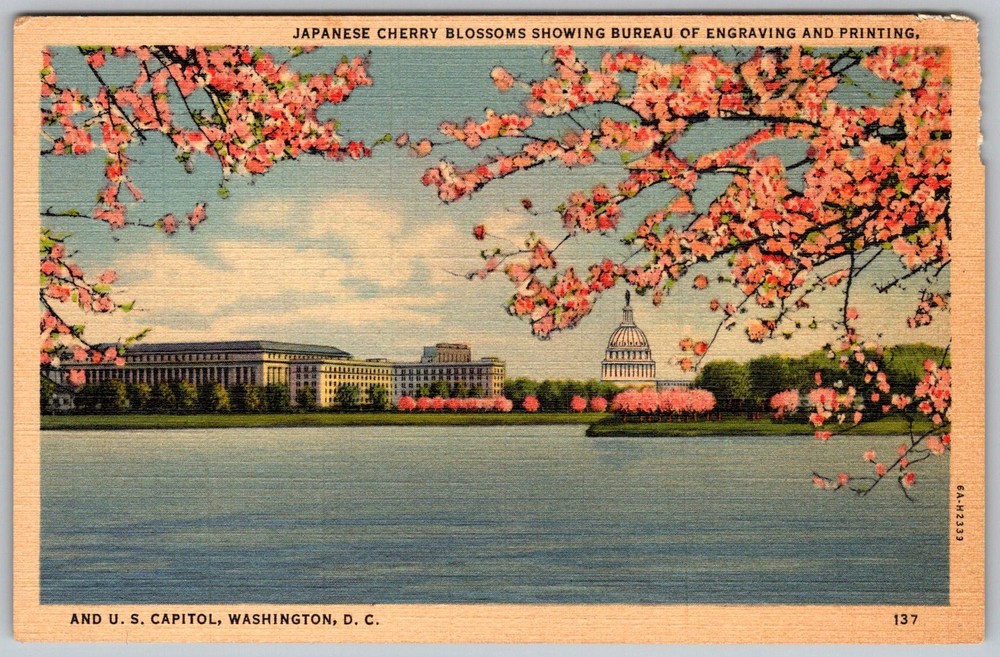 Vtg Linen Postcard Japanese Cherry Blossoms Washington, DC 1930s
