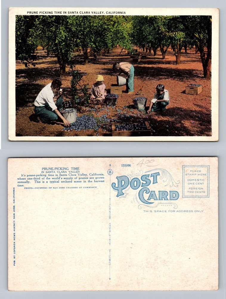 Santa Clara, CA-California, Prune Harvest Orchard Scene PC Vintage Postcard