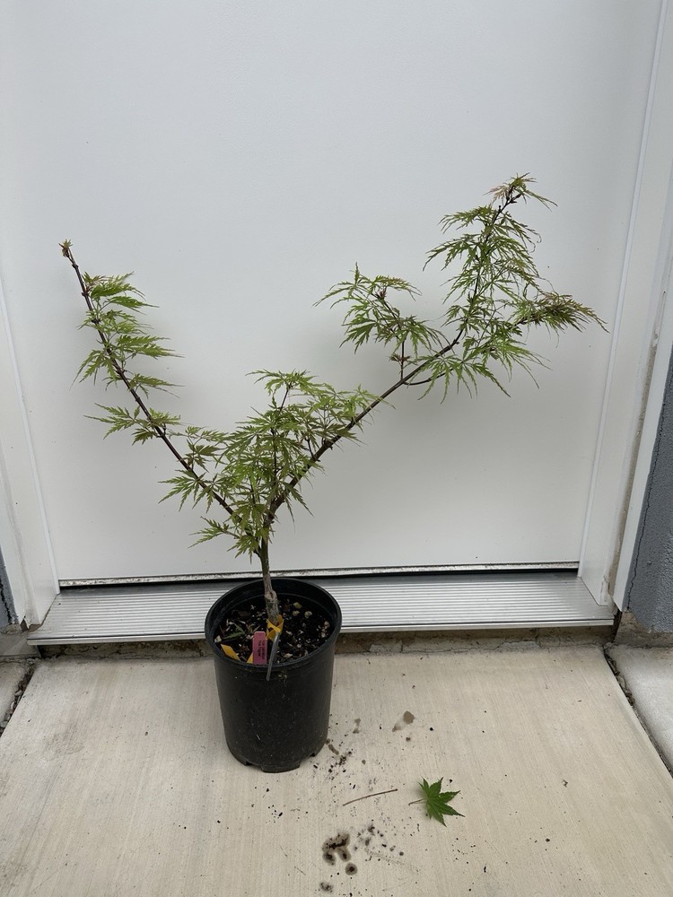1 Gallon - Acer palmatum 'Pink Filigree' Weeping Japanese Maple-image