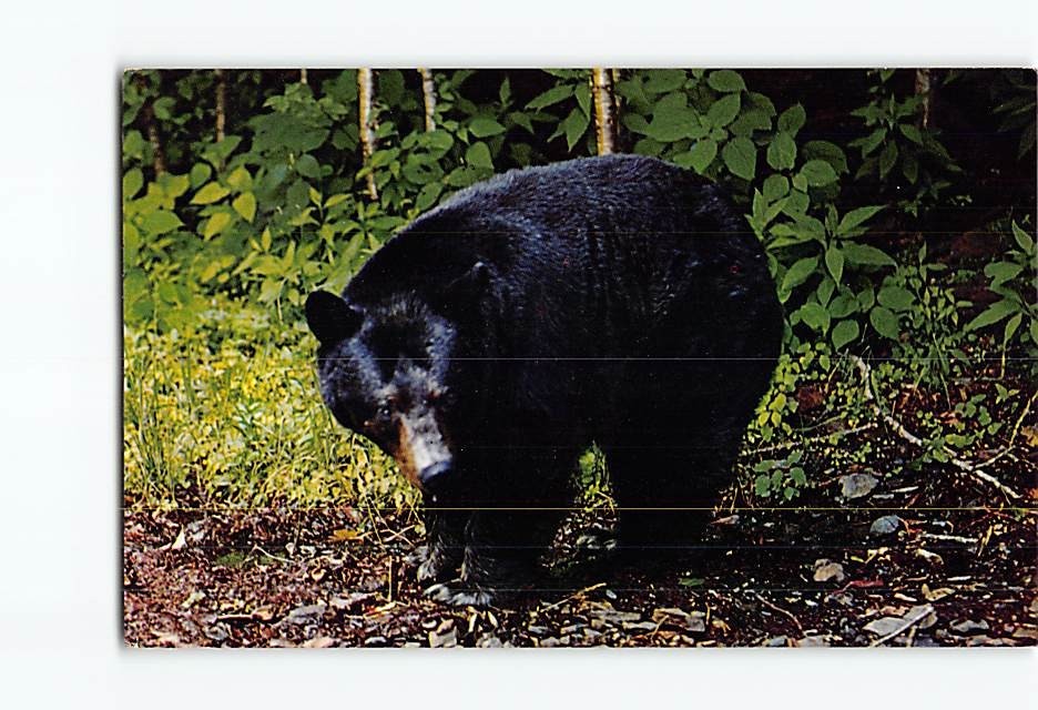 Postcard Black Bear
