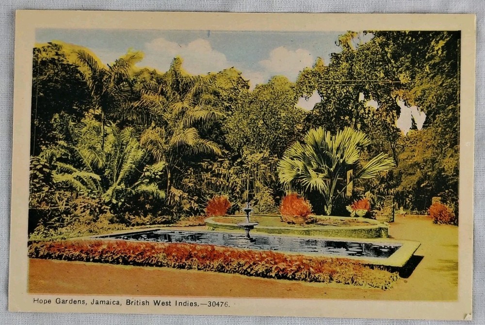 Hope Gardens Jamaica British West Indies Vintage Postcard
