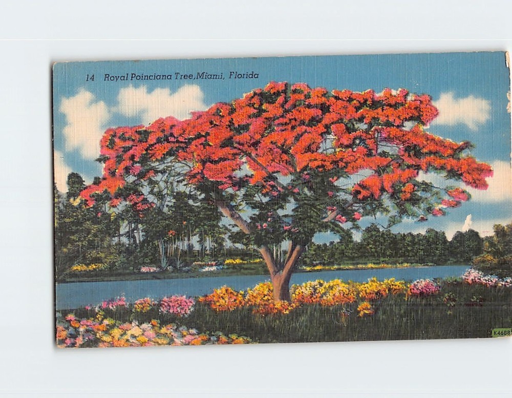 Postcard Royal Poinciana Tree Miami Florida USA