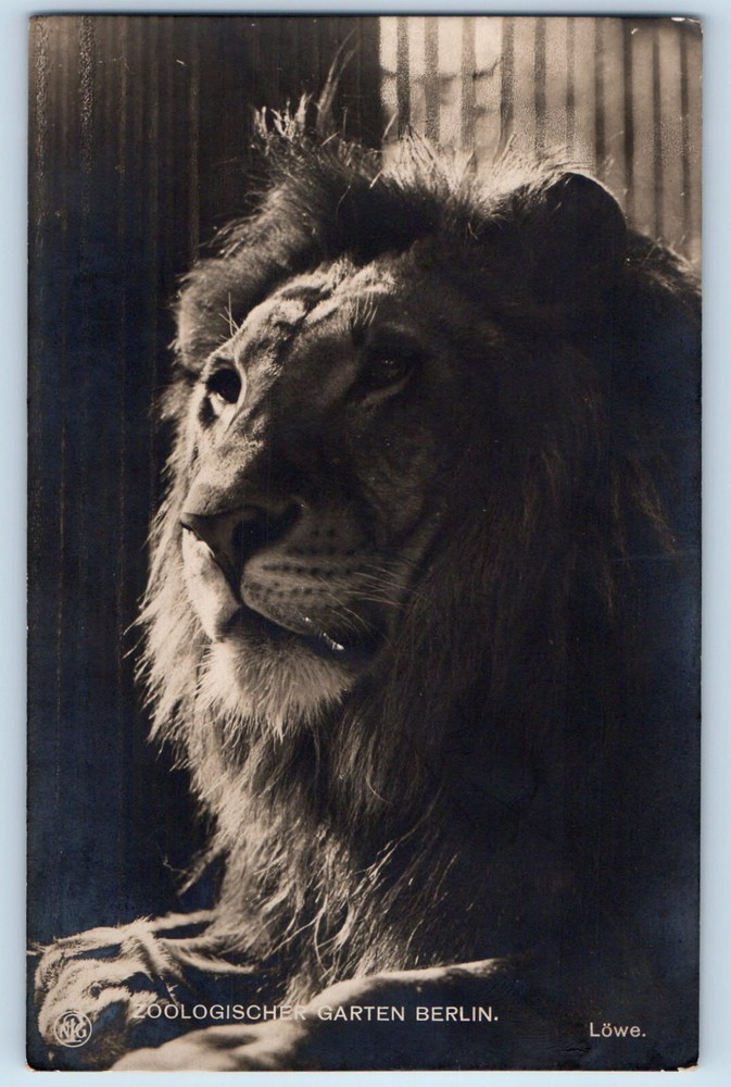 Germany Postcard Zoological Garden Lion Berlin c1910 Antique RPPC Photo