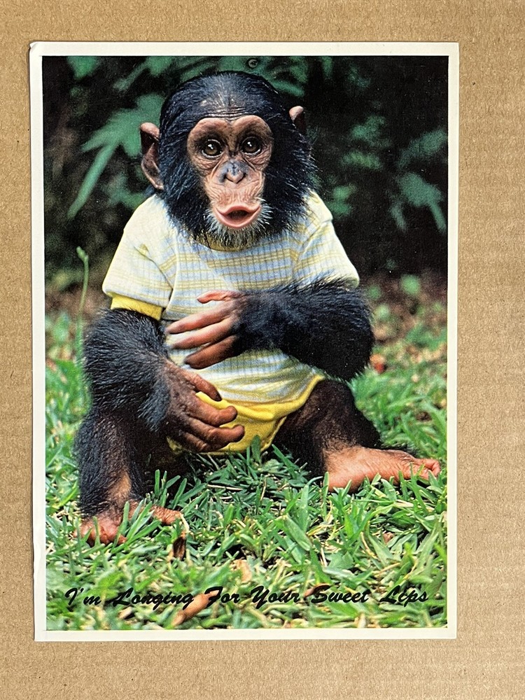 Postcard Miami Florida Monkey Jungle Chimpanzee Baby Vintage PC