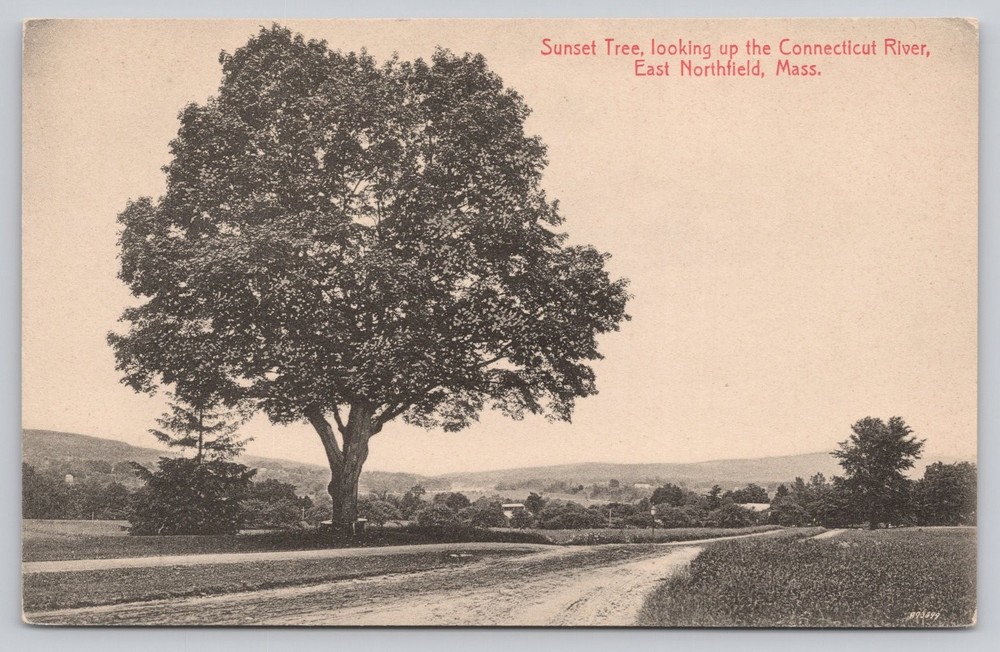 Sunset Tree Connecticut River East Northfield MA Postcard Made in Germany 1910s