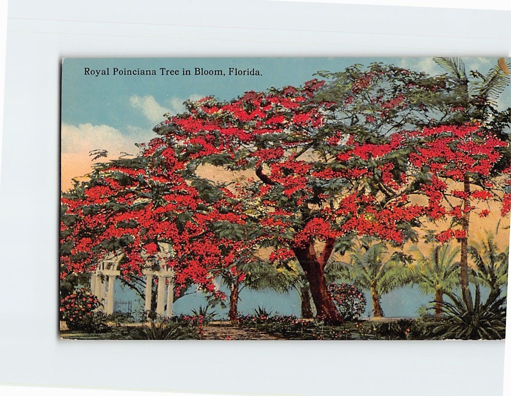 Postcard Royal Poinciana Tree in Bloom Florida USA