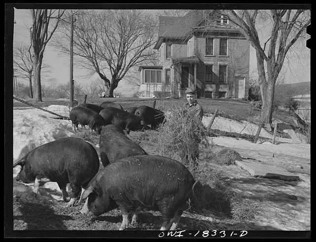 Photo:Harvey G. Berthold Colby Farm Wisconsin 1943 Hog Feeding