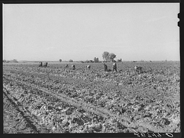 Photo:Adams County Colorado 1939 Topping Sugar Beets August Ehlen Farm FSA