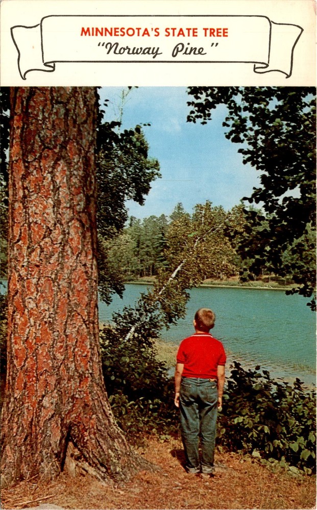 Minnesota, Norway Pine, Minnesota Legislature, Feb. 1953, Northern Postcard