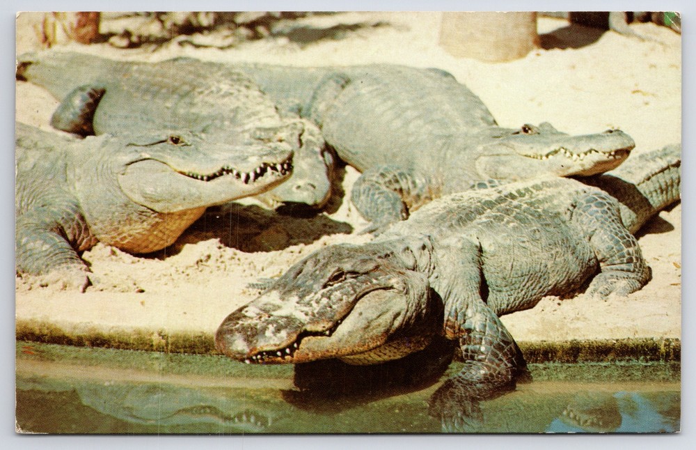 Animals~Alligators By Lake In Florida~Vintage Postcard