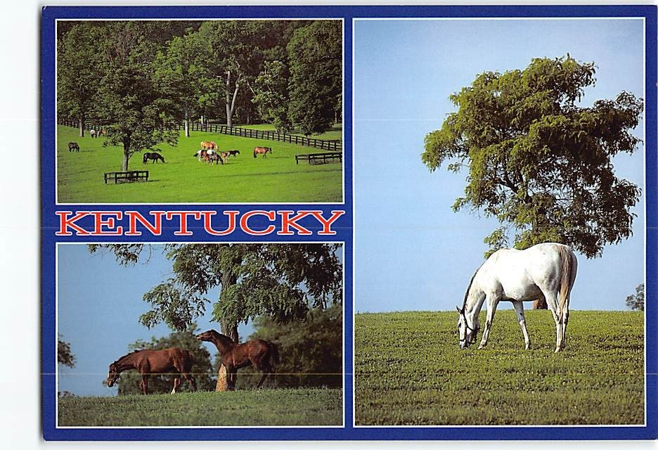 Postcard Kentucky Thoroughbreds Kentucky USA
