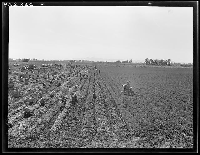 Photo:Meloland Imperial Valley CA 1939 Carrot Harvest Gang Laborers