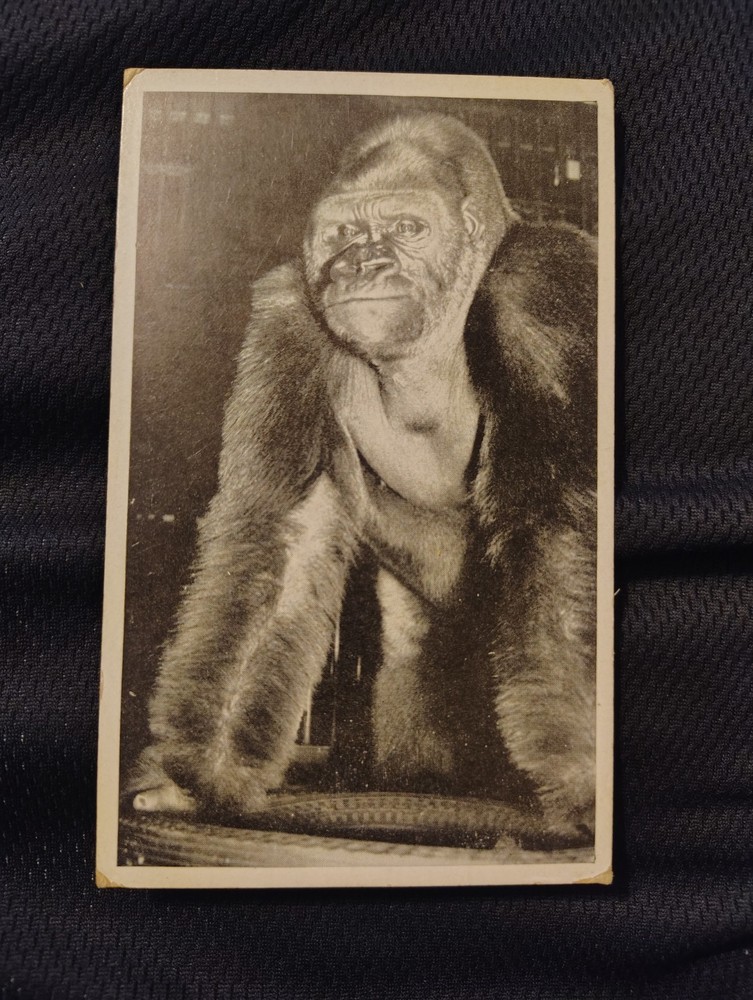 Chicago Illinois IL Postcard Bushman Gorilla Sold To Lincoln Park Zoo Vintage