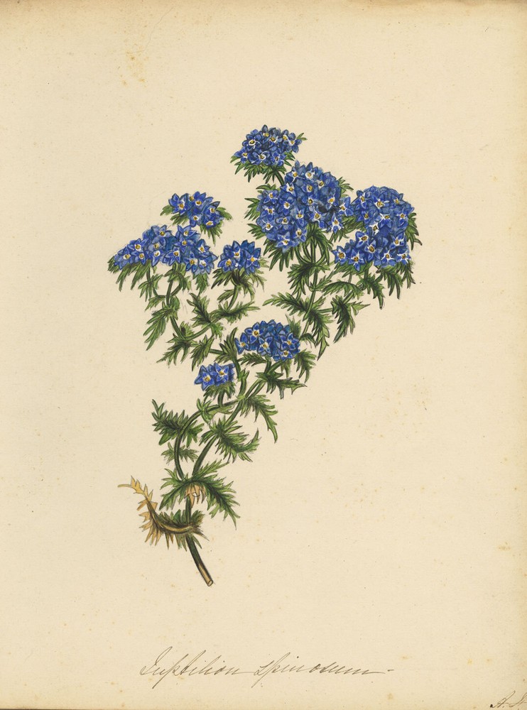 Spinosum Flower – Original mid-19th-century watercolour painting
