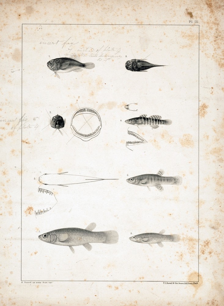 9559.Decoration Poster.Room Wall art.Home decor.Fishing.Fish book illustration