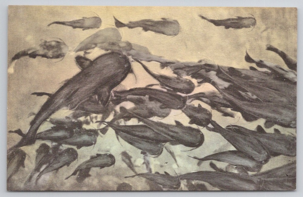 Vintage Wakulla Springs Florida Catfish Parade Handcolored Postcard