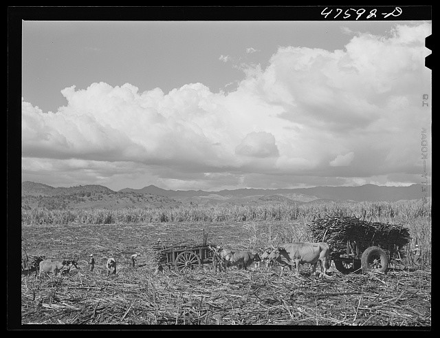 Photo:Guanica Puerto Rico 1942 Sugar Cane Ox Teams Hauling Harvest Field