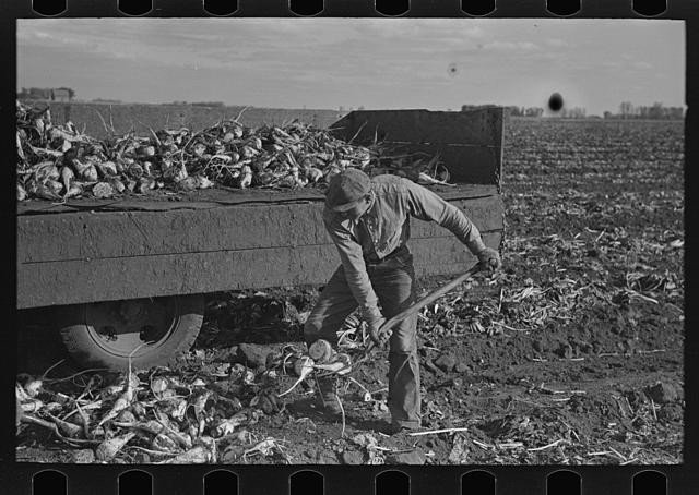East Grand Forks Minnesota Sugar Beet Farming 1930s Farm Security Worker