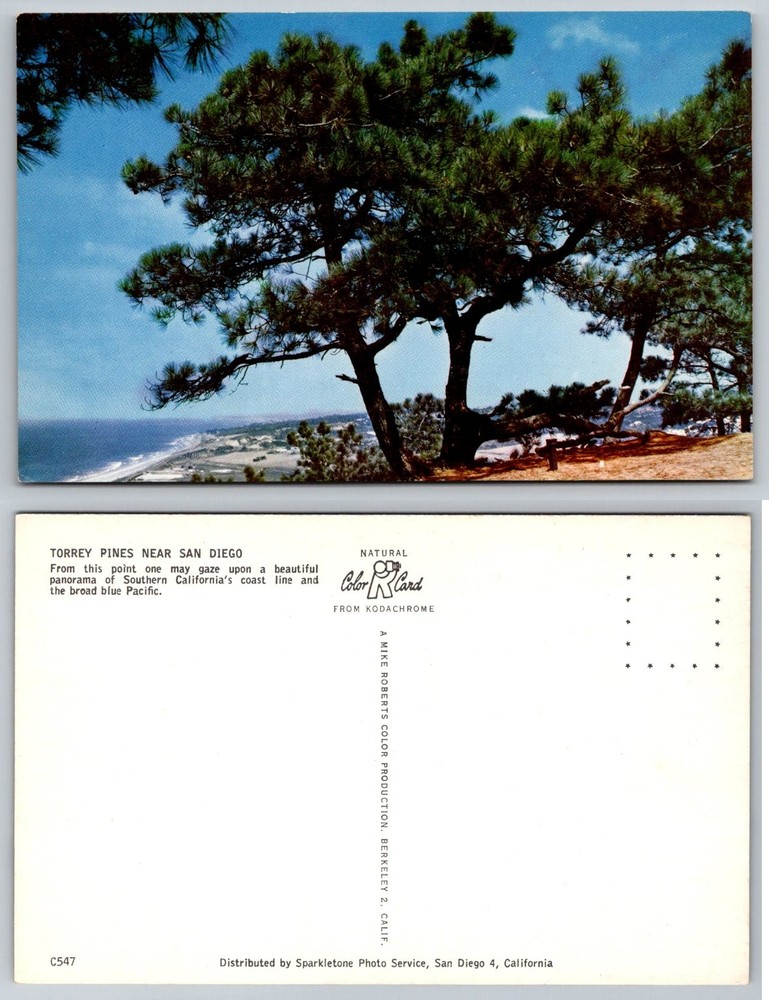 Torrey Pines San Diego CA Scenic Coastline Pacific Ocean Chrome Postcard