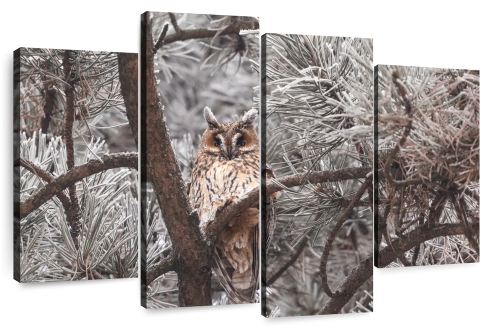 Great Horned Owl Wall Art