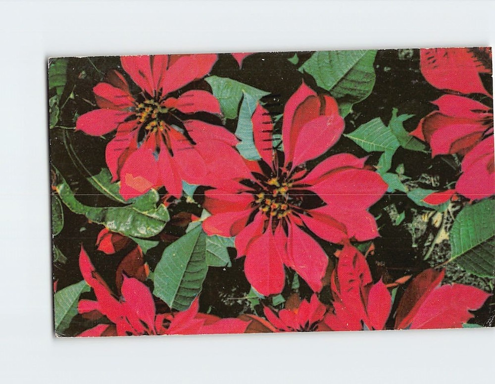 Postcard Poinsettia Flowers