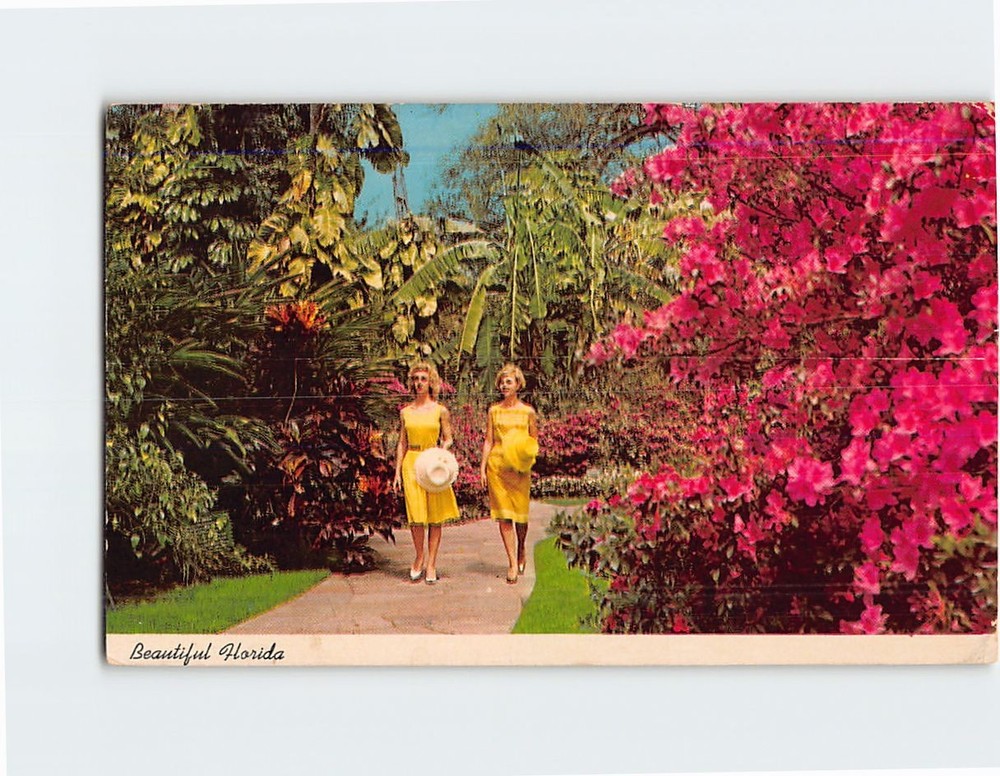 Postcard Azaleas Border A Walk in A Tropical Garden in Florida USA