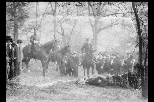 Shooting bull -- Central Park,steer escaped from NY Stock Company Yards,1913