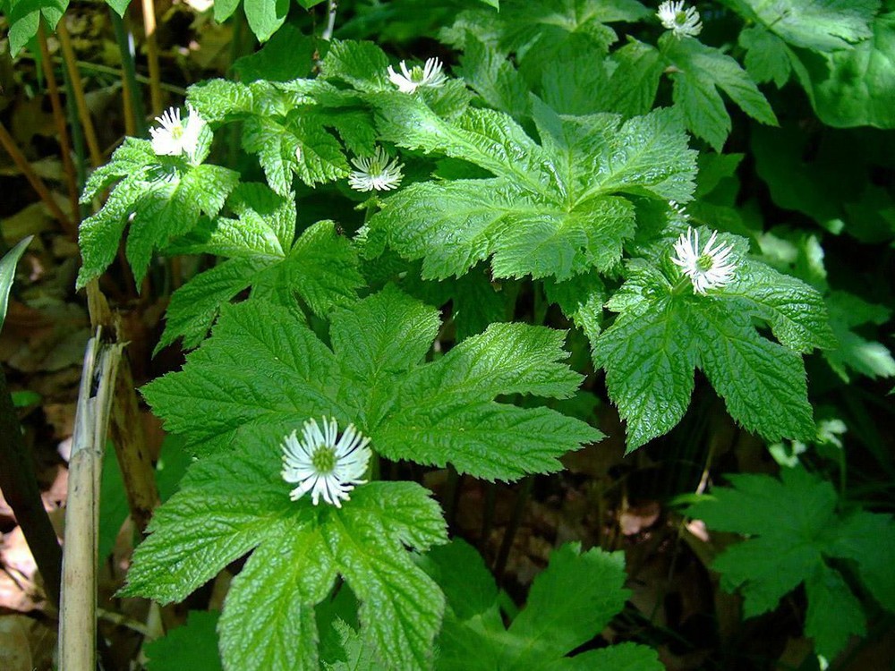 6 Goldenseal (Hydrastis canadensis) 