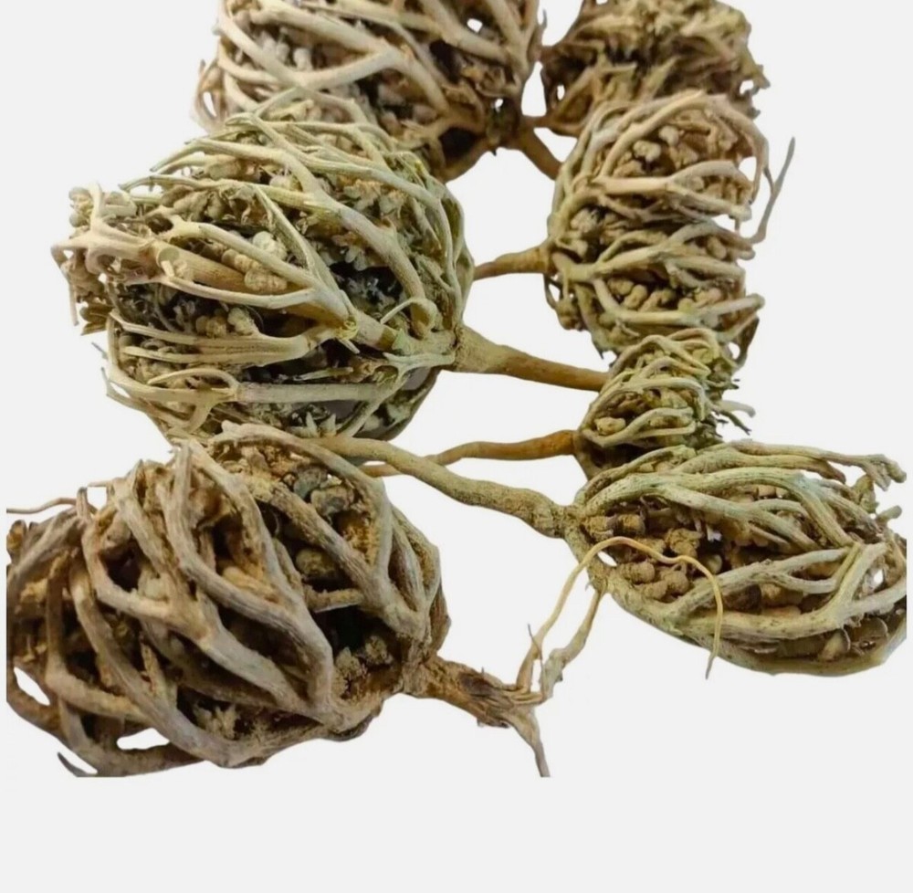 Rose of Jericho Flower of Maryam Anastatica hierochuntica 100g كف مريم.