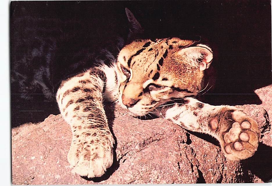 Postcard Ocelot